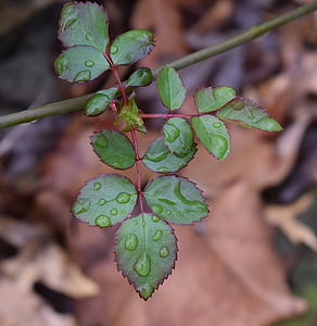 green leaf with water thumbnail
