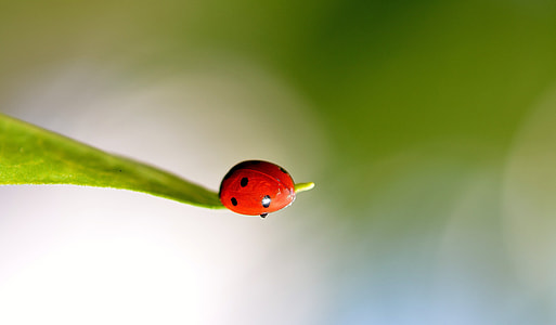 ladybug perched on green leaf selective focus photography thumbnail