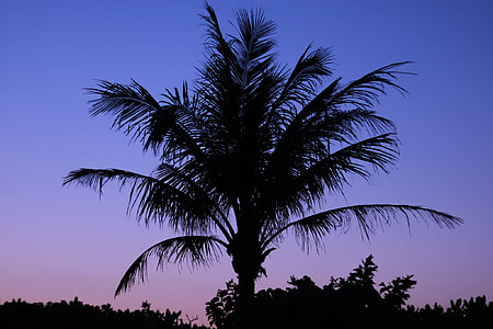 silhouette of coconut tree under sunset thumbnail