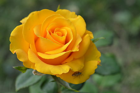 yellow rose closeup photography thumbnail