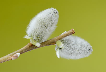 two white cotton flowers thumbnail