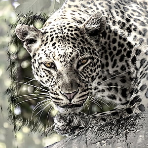 black and white feline digital wallpaper thumbnail