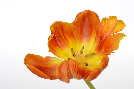 closeup photo of yellow and orange tulip in bloom thumbnail