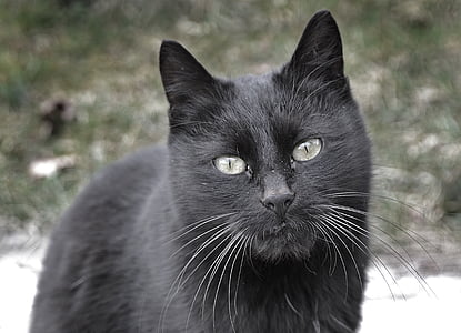 macro shot of black cat thumbnail
