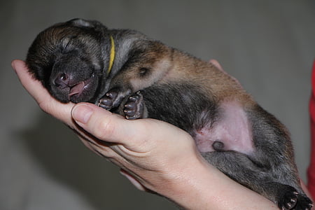 person holding short-coated brown and black puppy thumbnail