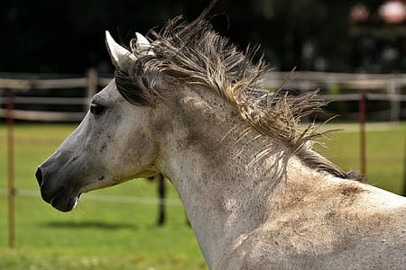 white and black horse thumbnail
