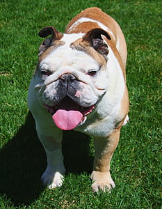adult tan and white English bulldog on the grass field thumbnail