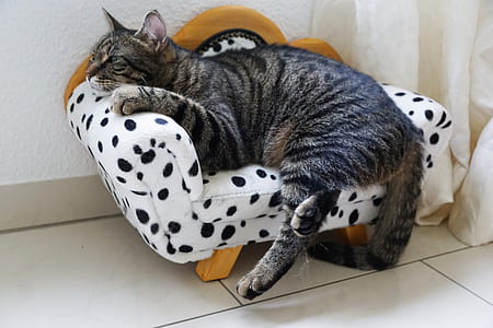 gray tabby cat lying on chair thumbnail