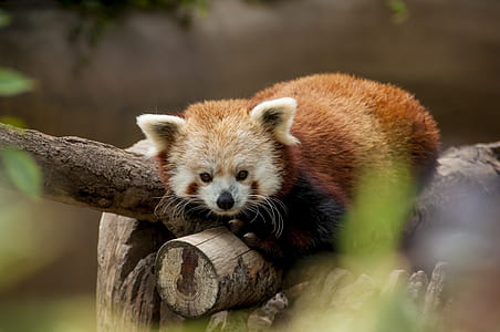 red panda on tree stump in tilt-shift lens photography thumbnail