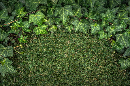 green grass field thumbnail