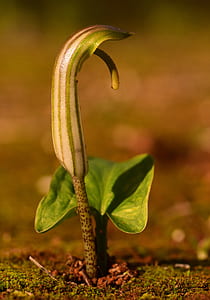 white and green arum lily in close-up photography thumbnail