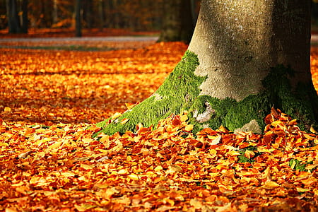 brown tree with leaves thumbnail