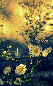 focus photography of white petaled flowers thumbnail