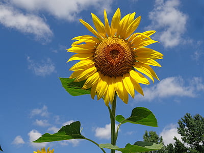 close up photo of sunflower thumbnail