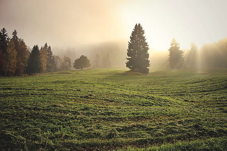 green trees and green grass meadow thumbnail