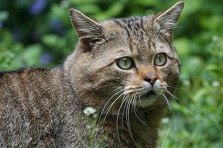 brown tabby cat thumbnail
