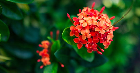 close-up photo of red ixora plant thumbnail