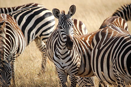 herd of zebras thumbnail