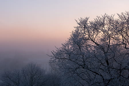 black leafless trees under gray sky at golden hour thumbnail