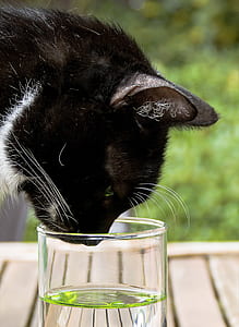 short-haired black cat on brown wooden surface drinking glass of water thumbnail