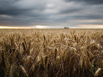 selective photo of wheat field under cloudy sky thumbnail