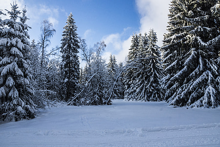 trees covered with snow during daytime thumbnail