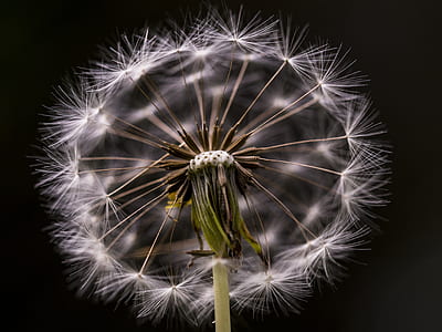 micro photography of white flower with black background thumbnail