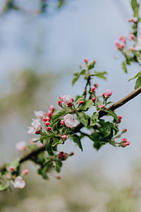 A blooming apple trees in spring thumbnail