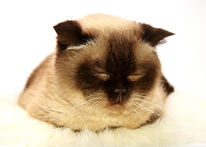 short-fur white and black cat thumbnail