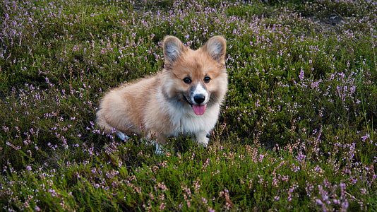 Cardigan Welsh corgi puppy sitting on purple petaled flower field at daytime thumbnail