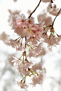 pink flowers thumbnail