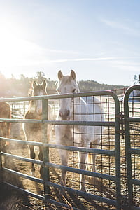 three white and brown horses in fence thumbnail