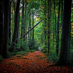 forest tree under blue sky thumbnail