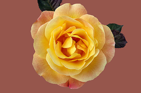 close up shot of yellow rose flower thumbnail