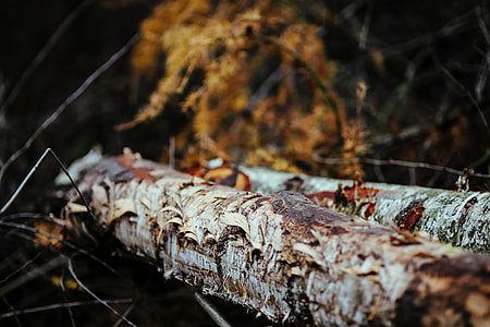 A walk in an autumn forest thumbnail