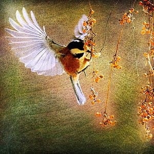 white and brown bird timelapse photography thumbnail