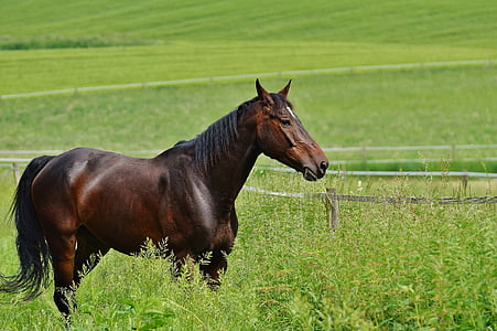 brown horse on grass field thumbnail