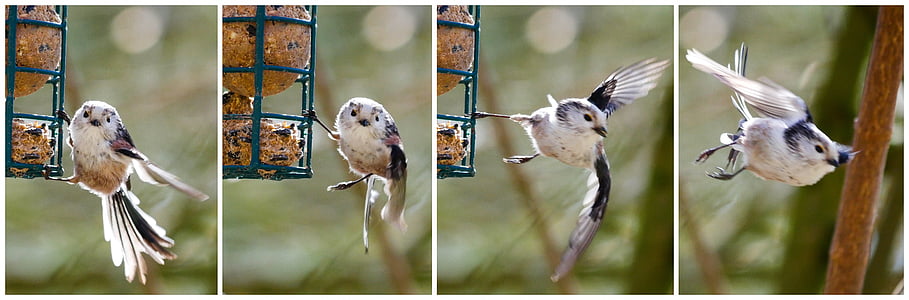 white titmouse bird collage thumbnail