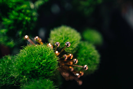 Close-ups of flowers and plants thumbnail