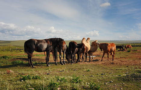 herd of camels and horses on lawn under blue sky thumbnail