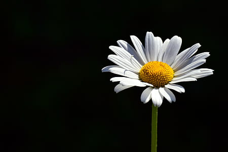 white daisy flower with black background thumbnail