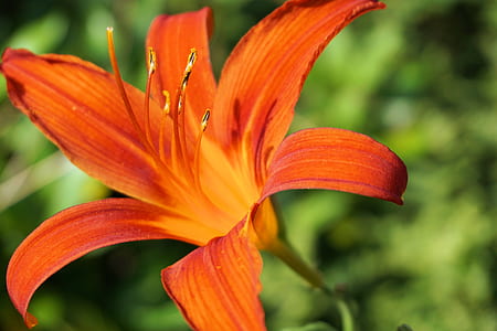selective focus photography of orange daylily flower thumbnail