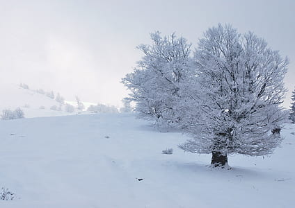two white trees on snowfield thumbnail
