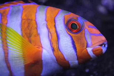 orange and gray zebra fish thumbnail