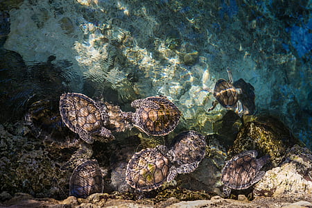 group of turtle swimming on body of water thumbnail