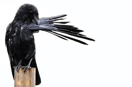 black raven on brown wooden plank thumbnail