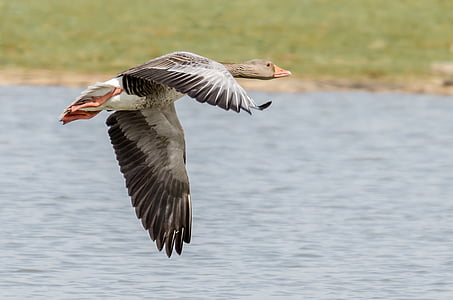 white and gray duck flying midair thumbnail