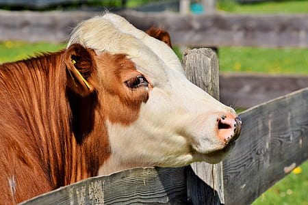 white and brown cow outdoor thumbnail