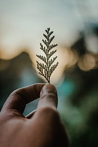 Person Holding Green Leaf thumbnail