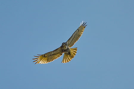 brown bird thumbnail